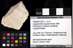 Foto (Objket + Etiketten) von Longodromites angustus (Reuss 1858) 